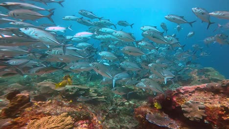 a huge school of silver jackfish swimming on the coral reef in indonesia