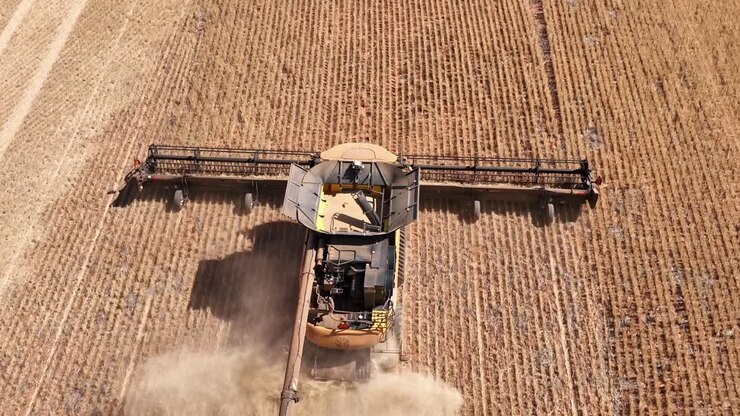 This footage captures the synergy of modern agricultural technology, showcasing the essential role of header fronts in the wheat harvesting process