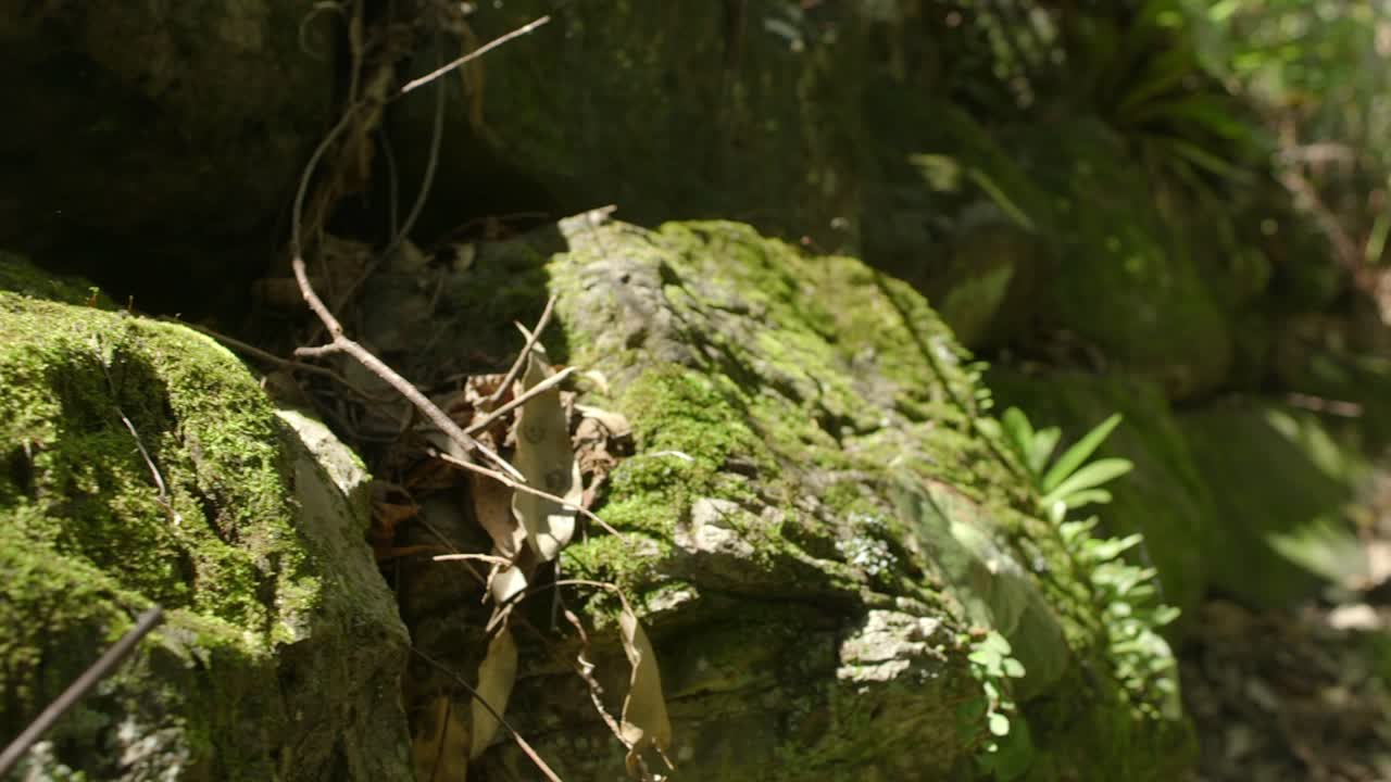 musgo en una jungla de bosque de roca cerca de tiro de crecimiento verde