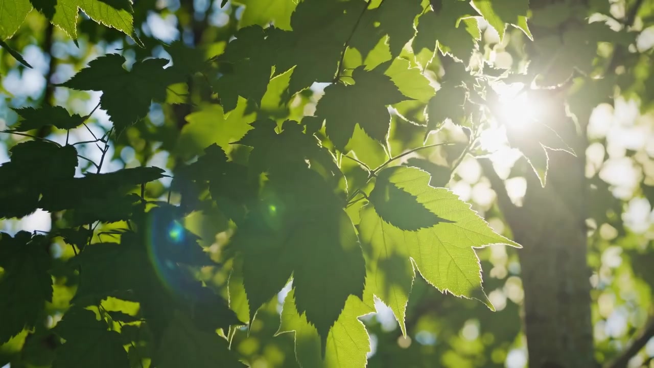 Sunlight Filtering Through Green Maple Leaves in Summer
