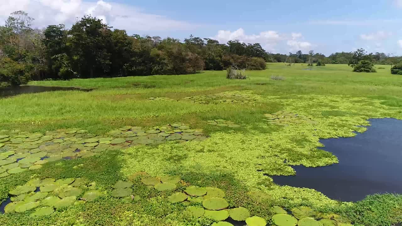 captura de drones las diferentes plantas acuáticas y hojas de loto están creciendo en el río amazonas cerca de la selva tropical