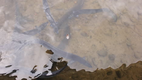 Eels-glide-through-the-water,-anticipating-a-feeding-session