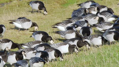 A-flock-of-barnacle-geese-grazing-in-a-field,-close-up-panning-from-right-to-left