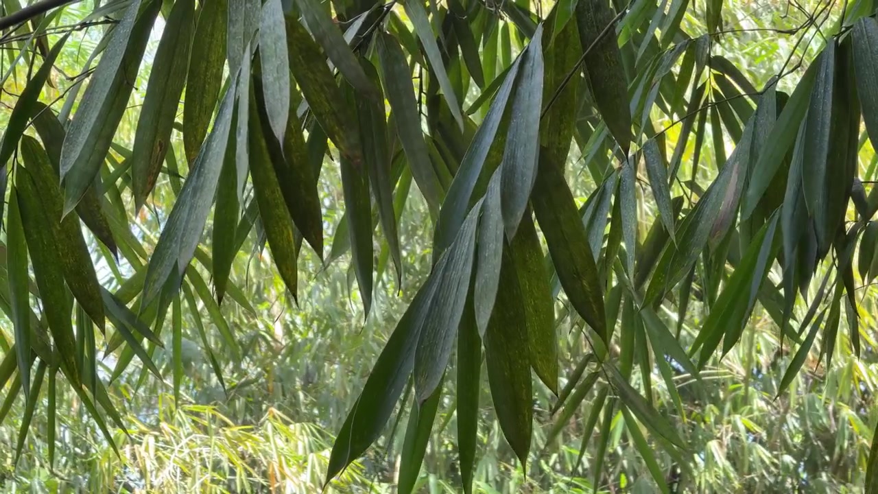 Primo piano di foglie di bambù verdi che ondeggiano al vento