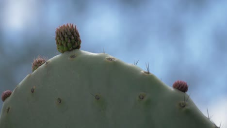 Captivating scene of a tuna fruit being born on a prickly pear leaf, capturing the natural wonder of this plant&#039;s life cycle