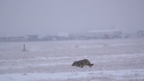 Toma-De-Seguimiento-De-Un-Joven-Coyote-Corriendo-En-Cámara-Lenta-A-Través-De-Una-Pradera-Nevada