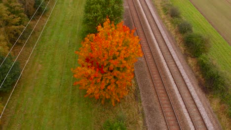 un árbol rojo de otoño cerca de las vías del tren