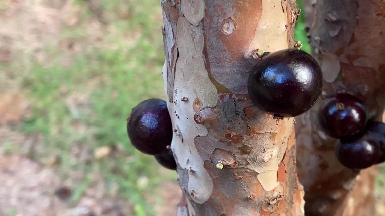 Ripe jabuticabas hanging on a tree trunk