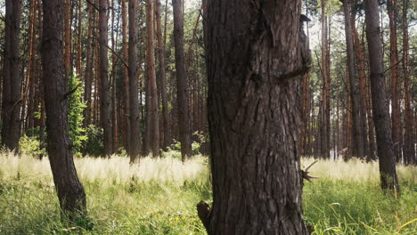 bosque a la luz del día