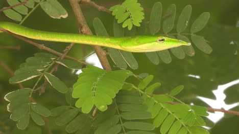 Long-nosed-Whipsnake-green-tree-