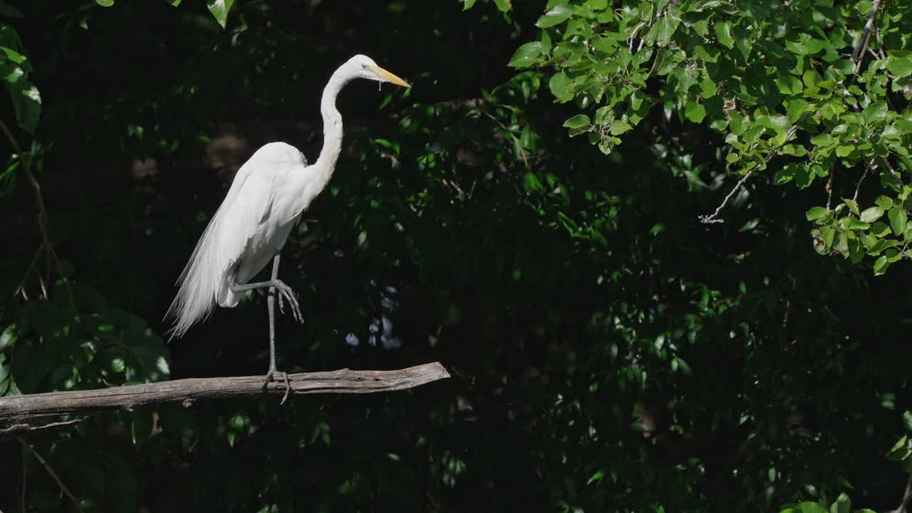 взрослая западная большая цапля, ardea alba egretta, сидит неподвижно и позирует, опираясь одной ногой на деревянную палку, на фоне темной листвы, дерево медленно раскачивается на ветру