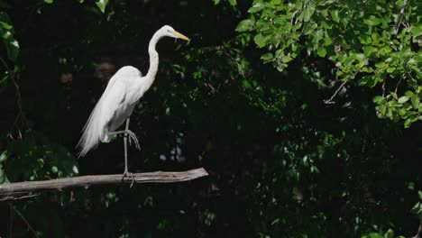 una gran garceta occidental adulta, ardea alba egretta encaramada estacionaria y posando con un pie en un palo de madera contra un fondo de follaje oscuro con un árbol balanceándose lentamente en el viento