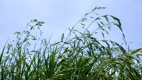 Zeitlupe-Des-Grases,-Das-Vom-Wind-Gegen-Den-Blauen-Himmel-Weht