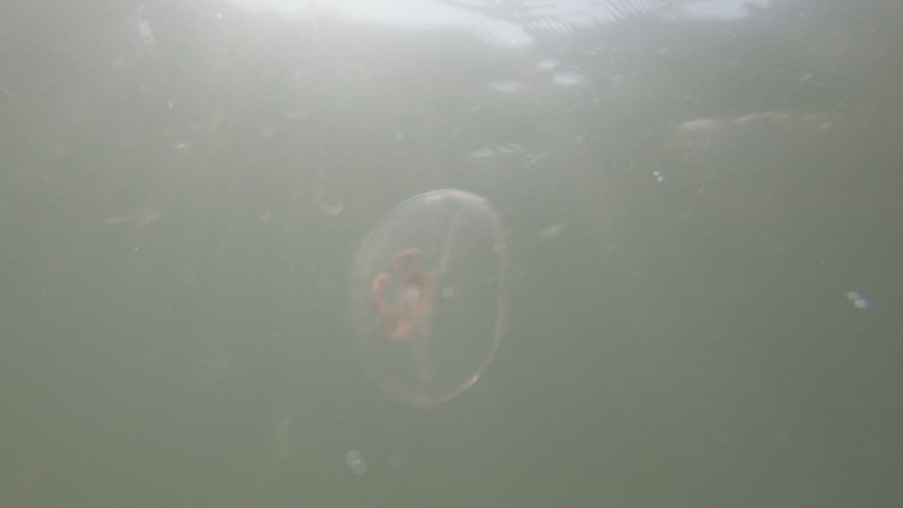vista submarina en cámara lenta de medusas en el mar báltico
