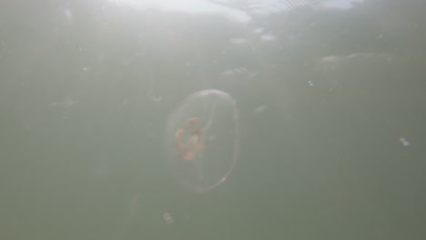 vista submarina en cámara lenta de medusas en el mar báltico