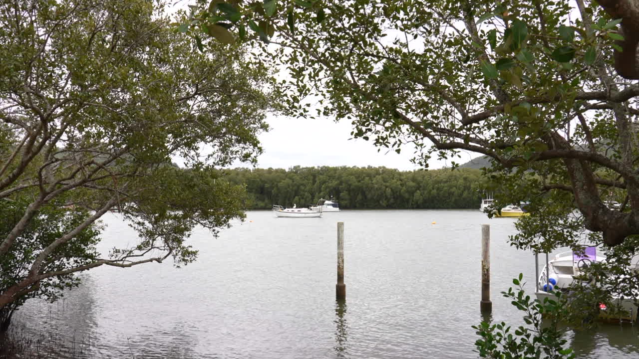 Wide shot of mangroves and boats moored on the Hawkesbury river, New South Wales, Australia