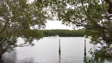 wide shot of mangroves and boats moored on the hawkesbury river, new south wales, australia