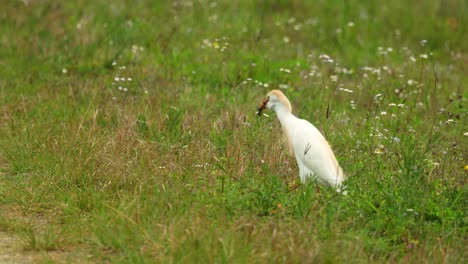 Western-Cattle-Egret-eating-frog-in-a-field-of-wildflowers,-Florida-wetlands-4k