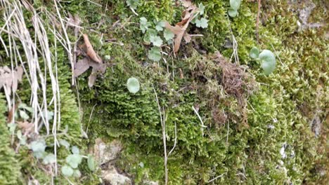 Close-up-of-a-rock-surface-full-of-green-lychen-of-different-types