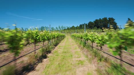 drone aerial of vineyard vines in rows