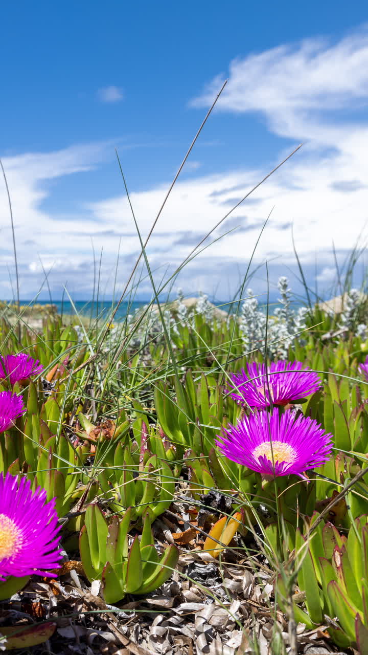 playa salvaje en grecia en vertical