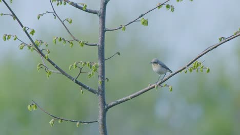 Hausrotschwanz-Sitzt-Auf-Baum,-Stangen-Und-Fängt-Fliegen