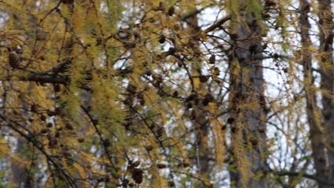 el otoño está conmigo y en todas partes en todos los lugares