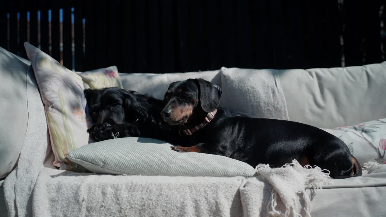 Miniature Dachshund, Cocker Spaniel, pawsome cozy cute friendships