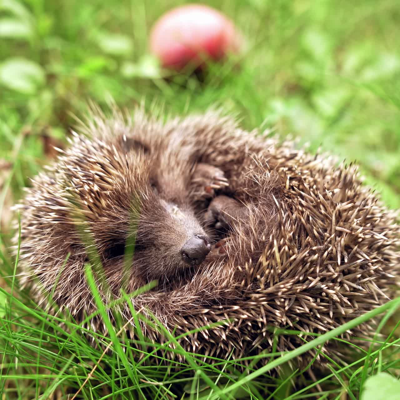 Kleiner Igel im Gras