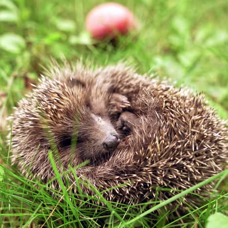 little hedgehog in grass
