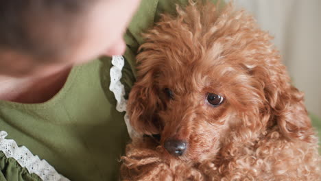 peaceful fluffy brown dog looks up innocently while being held gently by owner in green dress, warm indoor setting captures emotional bond and calm expression as woman lovingly gazes at her pet