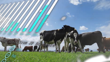 herd of cows grazing on green pasture under bright blue sky with diagonal flat design stripes