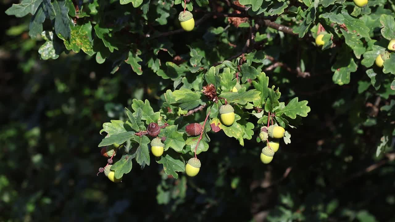 Acorns on an Common Oak Tree, Quercus robur, in early Autumn. UK