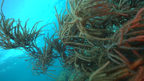 Hermosos,-Saludables-Y-Blandos-Corales-Se-Mecen-Con-Gracia-En-El-Mar-Caribe.