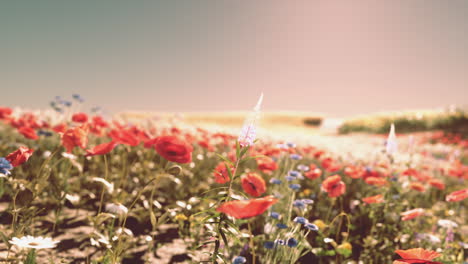 beautiful wildflower field