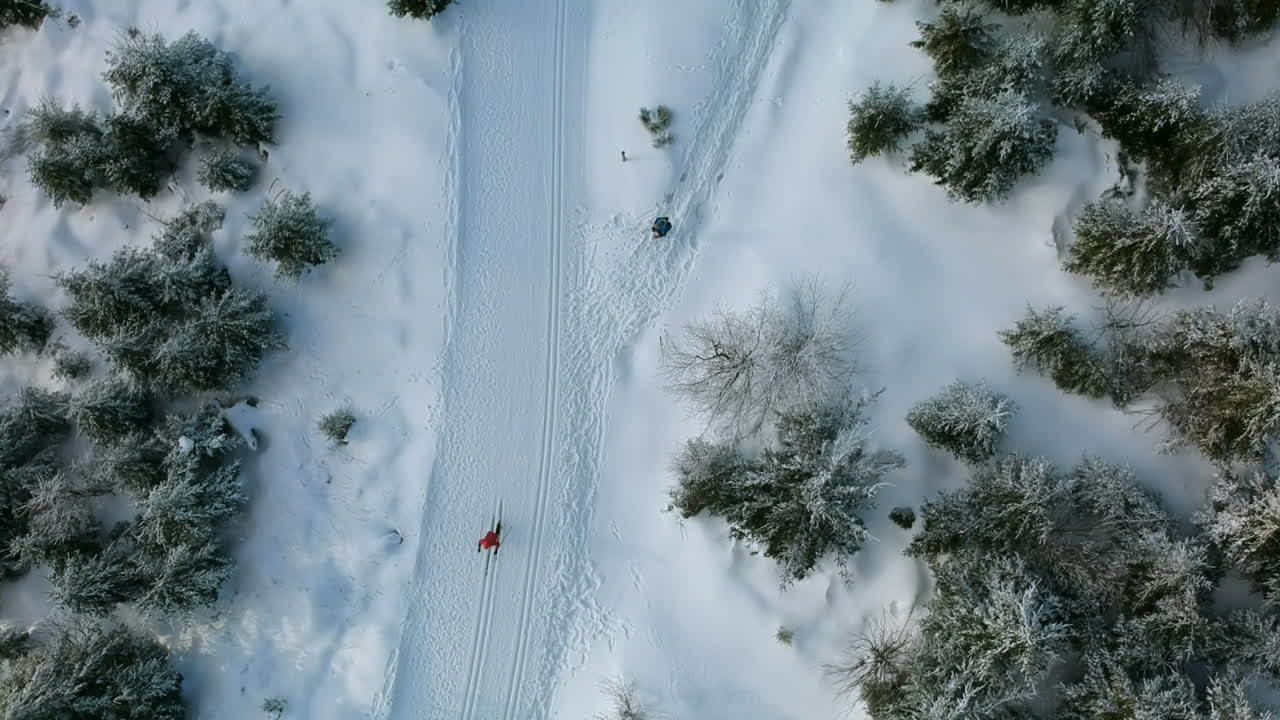 Aerial view of a cross-country skier in a winter wonderland with green pine trees, Black Forest, Germany