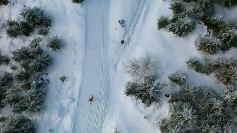 Aerial-view-of-a-cross-country-skier-in-a-winter-wonderland-with-green-pine-trees,-Black-Forest,-Germany