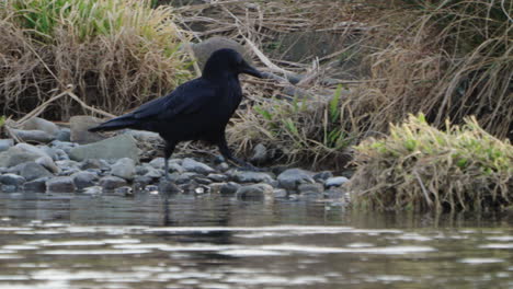 view of a large-billed crow walking by the futakotamagawa river in tokyo, japan - close up shot