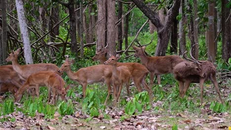 El-Ciervo-Del-Campo-Es-Una-Especie-En-Peligro-De-Extinción-Debido-A-La-Pérdida-De-Hábitat-Y-La-Caza