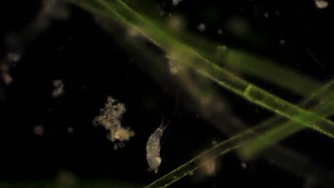 a microscopic copepod feeds