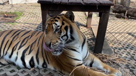 Ein-Bengaltiger-Liegt-Auf-Dem-Boden-Im-Gehege-Eines-Zoos