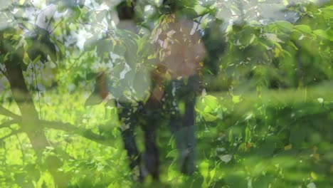 composite video of tall tress against rear view of caucasian couple holding hands walking together