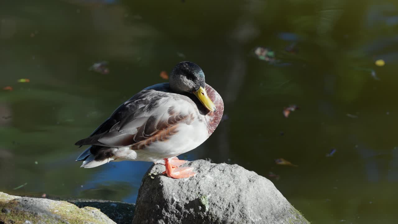 A mallard duck standing calmly on a rock beside a tranquil pond, basking in sunlight with natural reflections in the water, showcasing serene wildlife in a peaceful outdoor setting