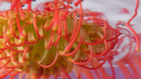 pincushion protea underwater closeup