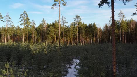 path through a pine and fir forest in central europe, denmark