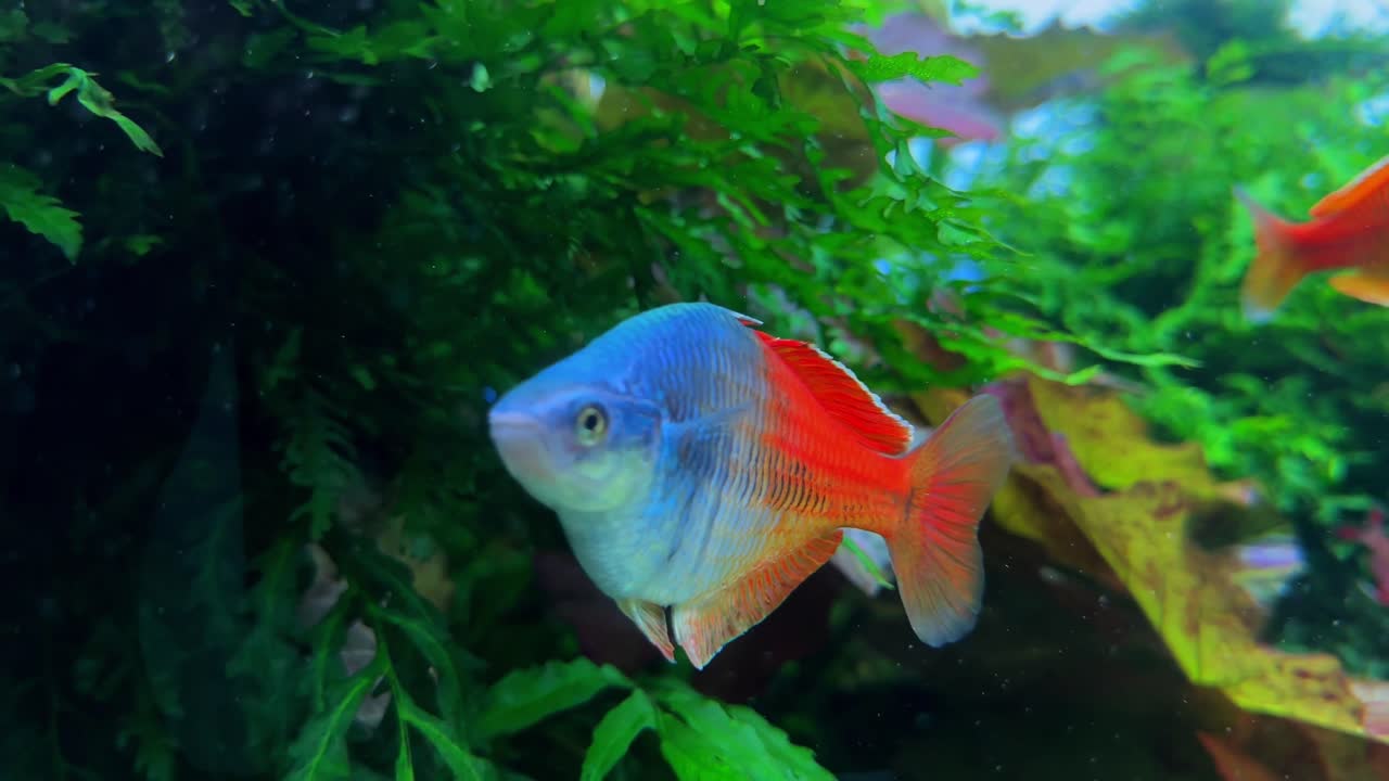 peces coloridos nadan entre exuberantes plantas acuáticas en un vibrante acuario de agua dulce