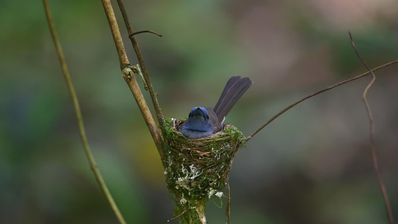 papamoscas azul de nuca negra, hypothymis azurea, tailandia