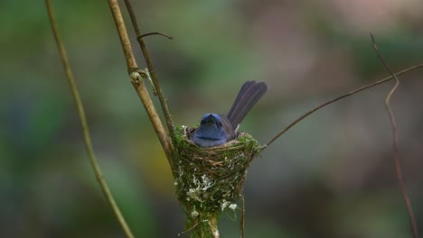 black-naped blue flycatcher, hypothymis azurea, thailand