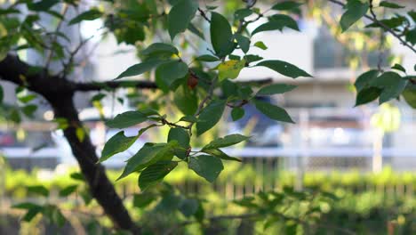 Uno-De-Los-Momentos-Más-Bonitos-Del-Verano-En-Japón-Son-Las-Tardes-De-Verano,-Cuando-Uno-Puede-Encontrar-Frescor-A-La-Sombra-De-Un-árbol