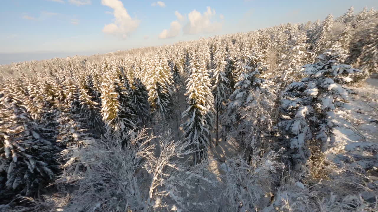 pinos cubiertos de nieve espesa en el bosque durante el soleado día de invierno en los bosques de jorat, cantón de vaud, suiza